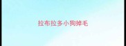 拉布拉多小狗掉毛