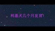 柯基犬几个月发育