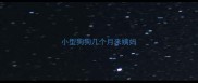 小型狗狗几个月来姨妈