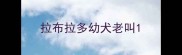 拉布拉多幼犬老叫