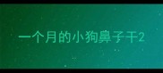 一个月的小狗鼻子干