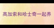 高加索和哈士奇一起养