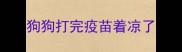 狗狗打完疫苗着凉了