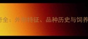 哈士奇全外形特征品种历史与饲养指南