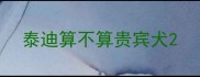 泰迪算不算贵宾犬