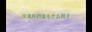 没满月的金毛什么样子