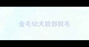 金毛幼犬脸部脱毛