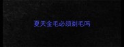 夏天金毛必须剃毛吗
