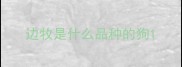 边牧是什么品种的狗