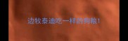边牧泰迪吃一样的狗粮