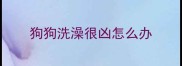 狗狗洗澡很凶怎么办