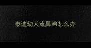 泰迪幼犬流鼻涕怎么办