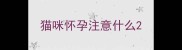 猫咪怀孕注意什么