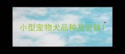 小型宠物犬品种及价钱