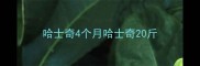 哈士奇4个月哈士奇20斤