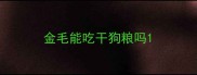 金毛能吃干狗粮吗