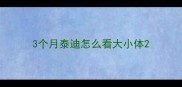 3个月泰迪怎么看大小体
