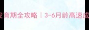 比熊犬黄金发育期全攻略3-6月龄高速成长关键期必看