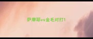 萨摩耶vs金毛对打