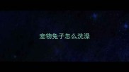 宠物兔子怎么洗澡