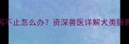 哈士奇5天腹泻不止怎么办资深兽医详解犬类肠胃护理全方案