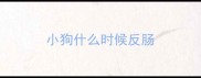 小狗什么时候反肠