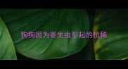 狗狗因为寄生虫引起的拉稀
