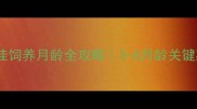 德牧幼犬最佳饲养月龄全攻略3-6月龄关键期护理指南