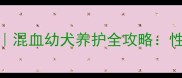 银狐哈士奇串串养成记混血幼犬养护全攻略性格健康饮食大公开