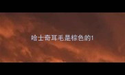 哈士奇耳毛是棕色的