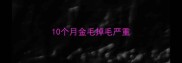 10个月金毛掉毛严重