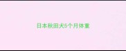 日本秋田犬5个月体重