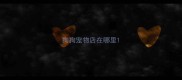 狗狗宠物店在哪里