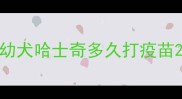 幼犬哈士奇多久打疫苗