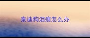 泰迪狗泪痕怎么办