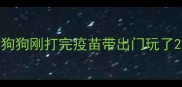 狗狗刚打完疫苗带出门玩了