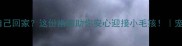 猫咪走失后自己回家这份指南助你安心迎接小毛孩宠物安全必看