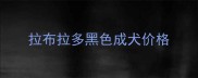 拉布拉多黑色成犬价格