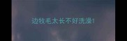 边牧毛太长不好洗澡