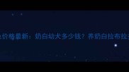北京拉布拉多奶白色价格最新奶白幼犬多少钱养奶白拉布拉多的注意事项全攻略
