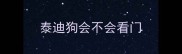 泰迪狗会不会看门