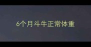 6个月斗牛正常体重