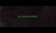 滁州宠物狗免费赠送