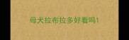 母犬拉布拉多好看吗