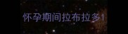怀孕期间拉布拉多