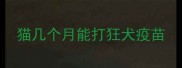 猫几个月能打狂犬疫苗