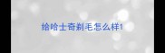 给哈士奇剃毛怎么样