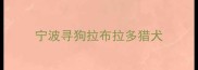 宁波寻狗拉布拉多猎犬