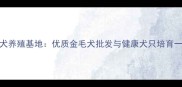 郑州金毛犬养殖基地优质金毛犬批发与健康犬只培育一站式服务