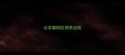 北京朝阳区领养边牧